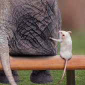 Elephant with mouse